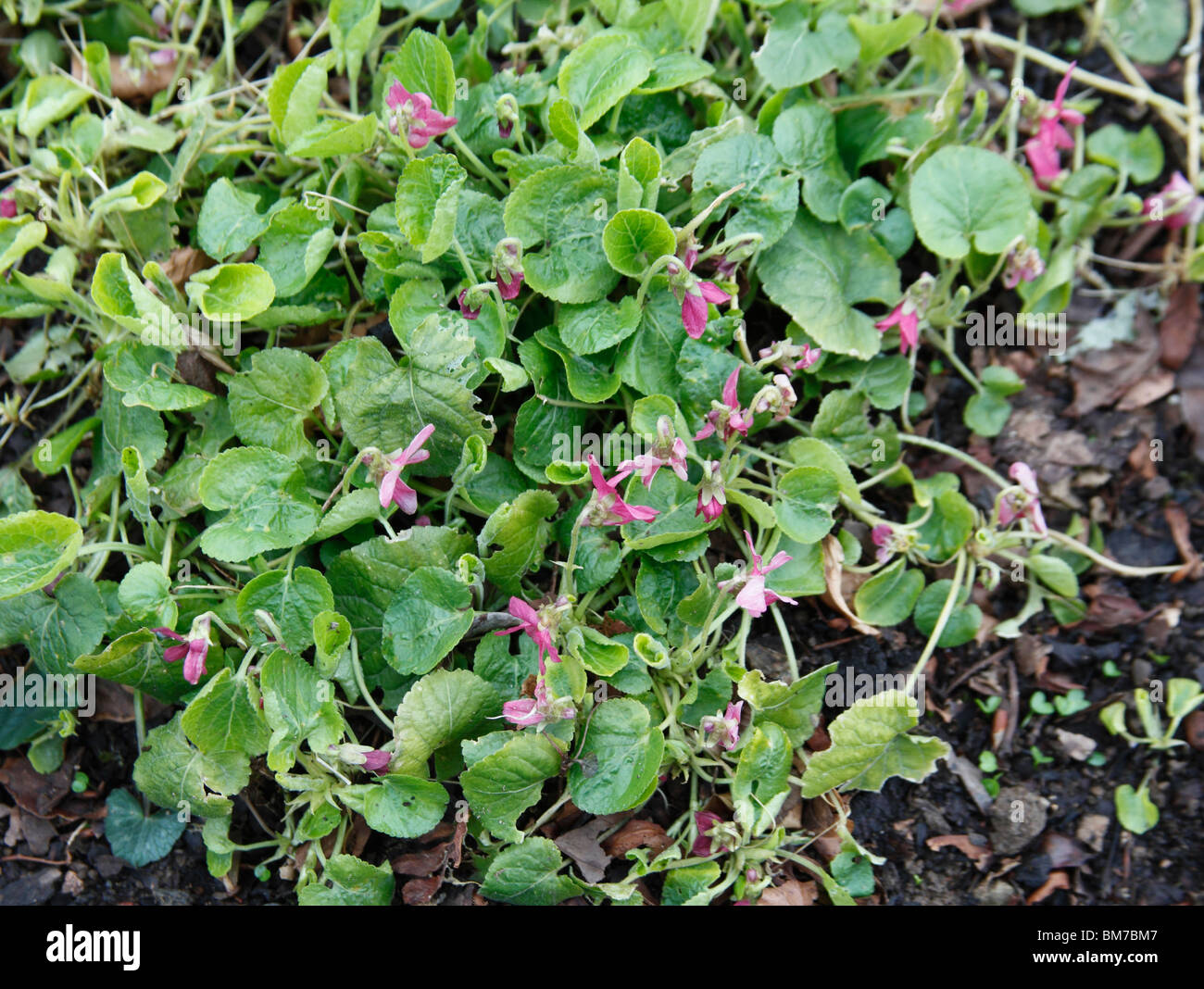 Viola odorata Rosea gruppo di piante in fiore Foto Stock