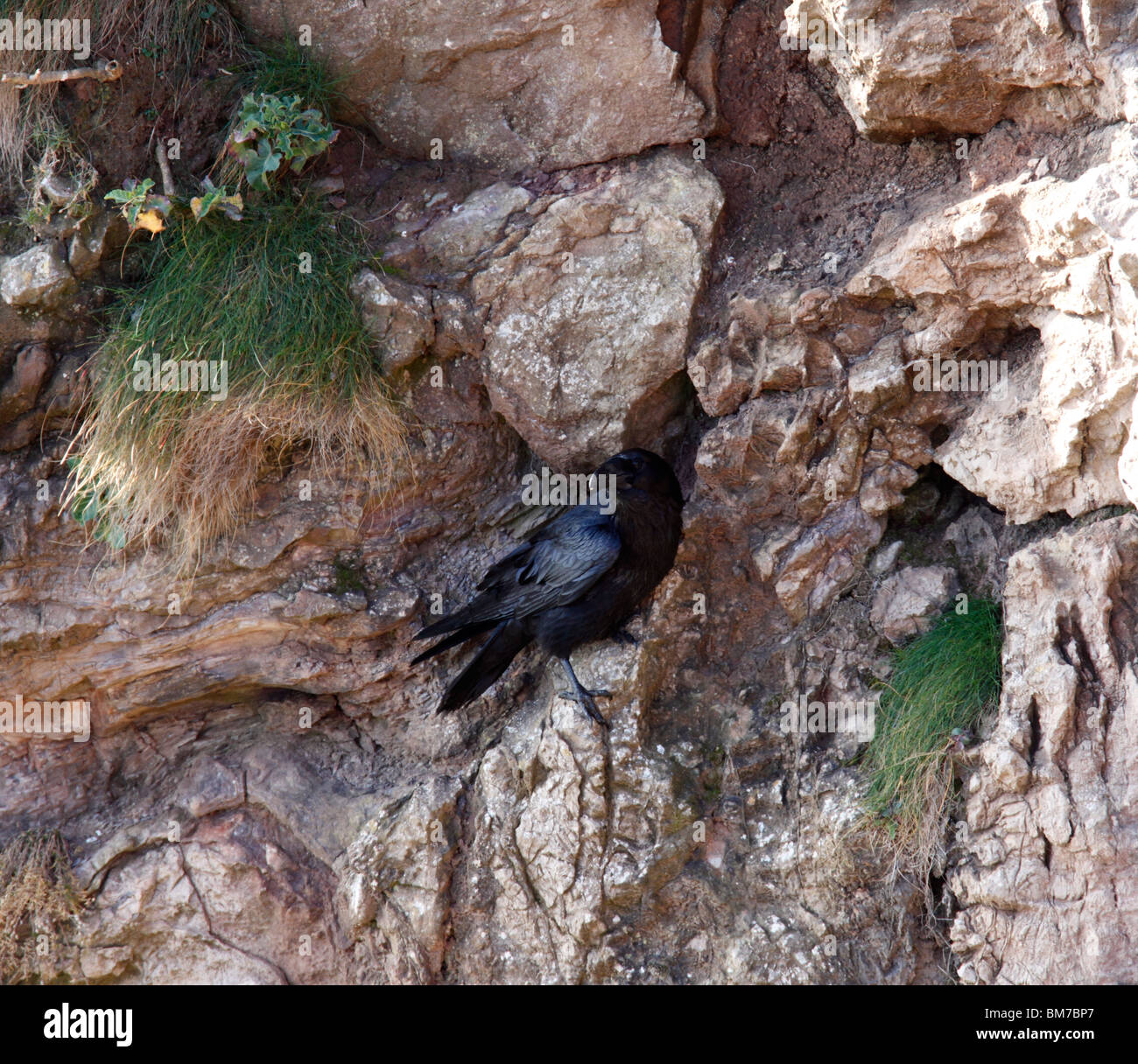 Corvo imperiale Corvus corax appollaiate su roccia calcarea Foto Stock