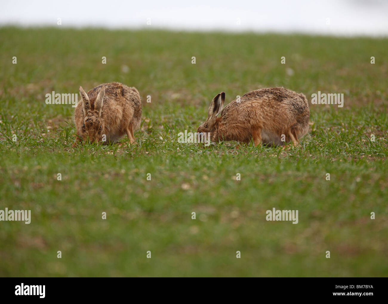 Brown lepre (Lepus europaeus) alimentazione in inverno campo di grano Foto Stock