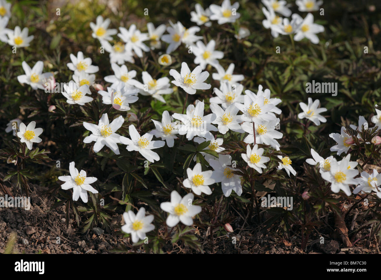 Legno (anemone anemone nemoralis) close up di fiori Foto Stock