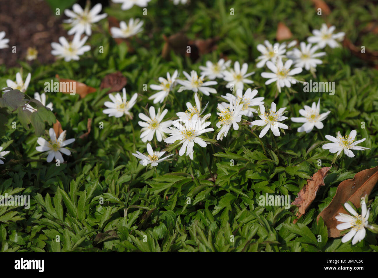 Anemone nemorosa , (Viridiflora) piante in fiore Foto Stock