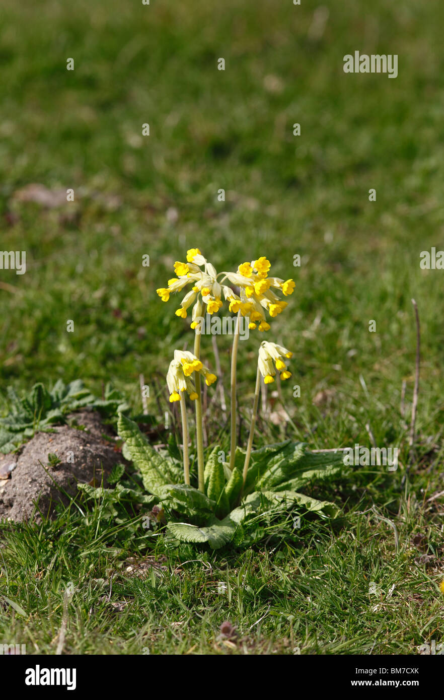 Cowslip (Primula veris) piante in fiore Foto Stock