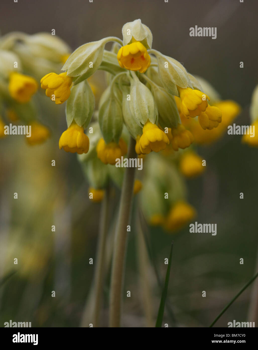 Cowslip (Primula veris) close up di fiori Foto Stock