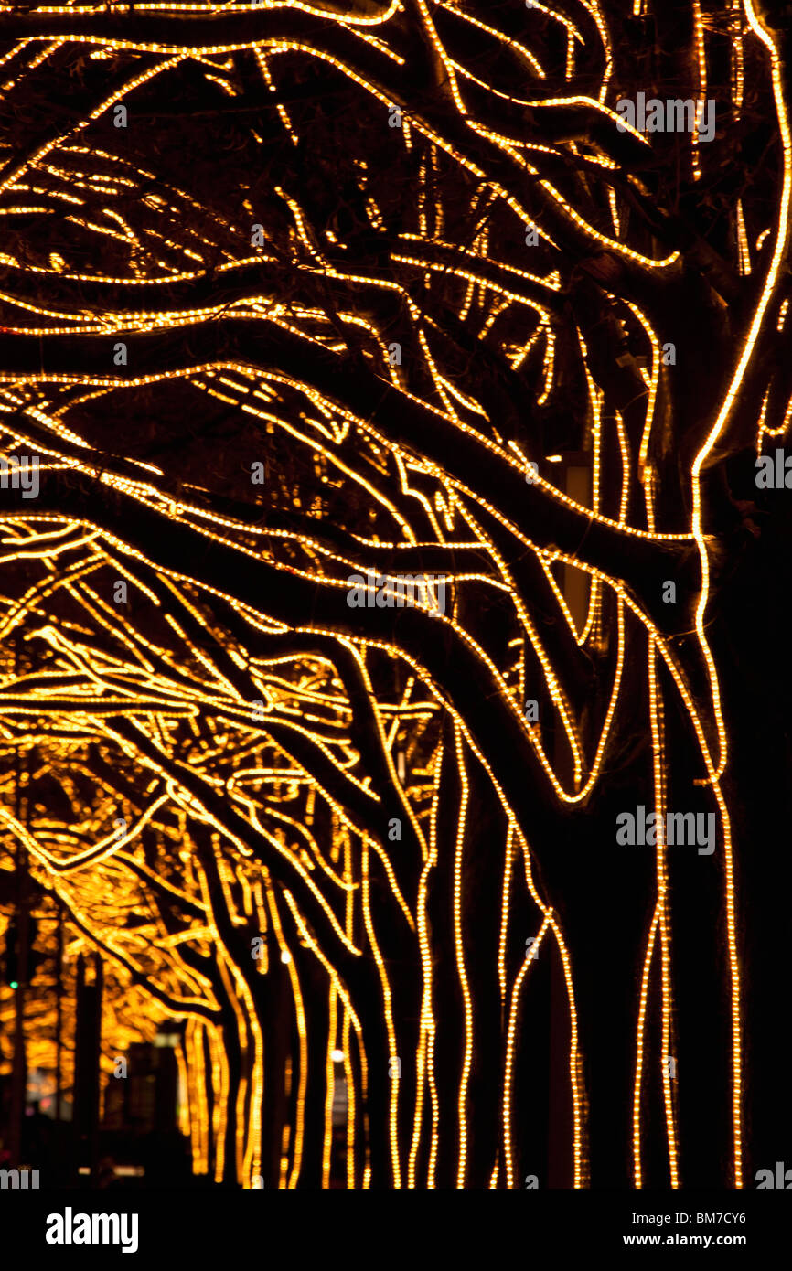 Alberi decorato con luci Foto Stock