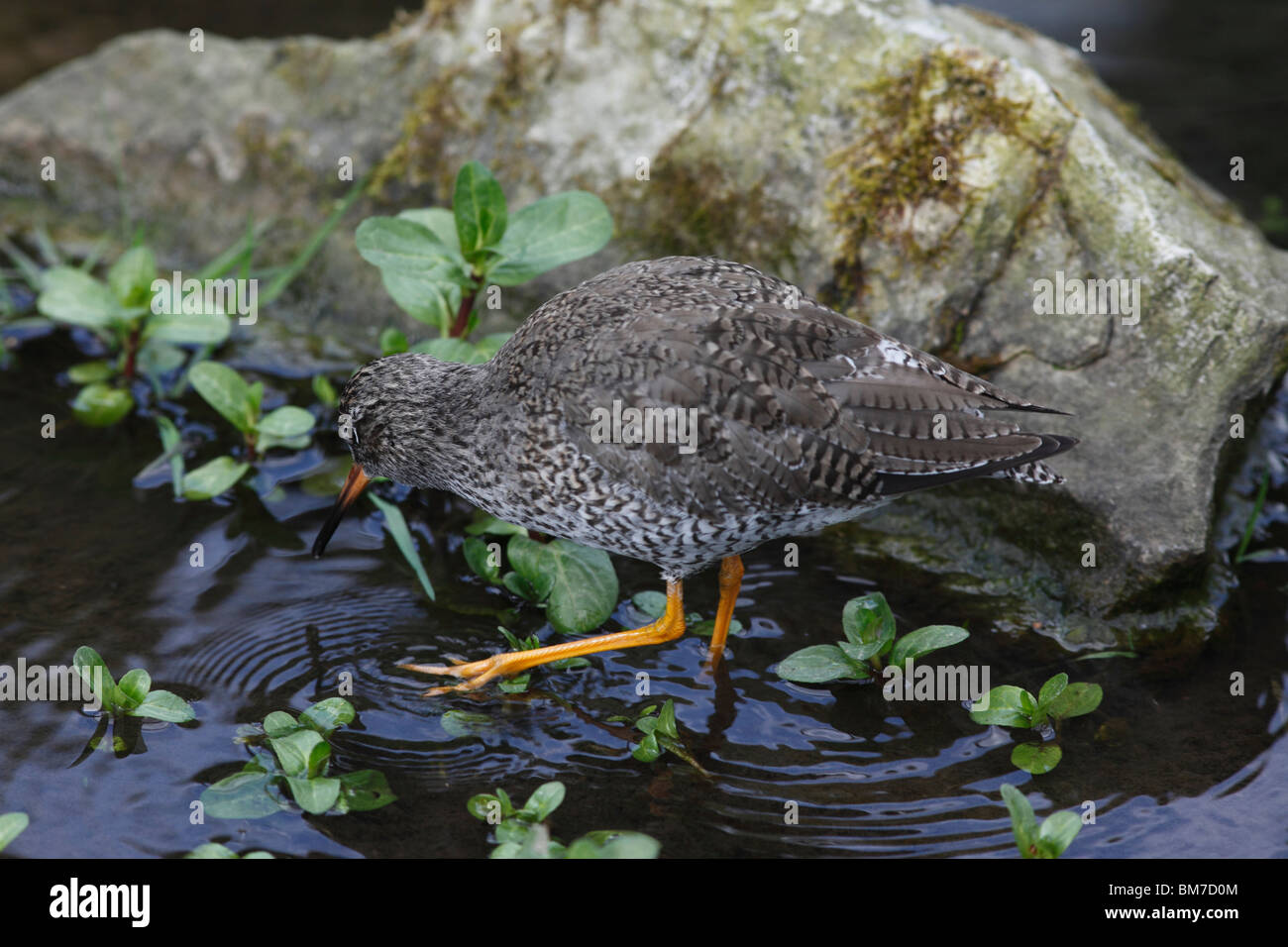 (Redshank Tringa totanus) alimentazione in acqua poco profonda Foto Stock