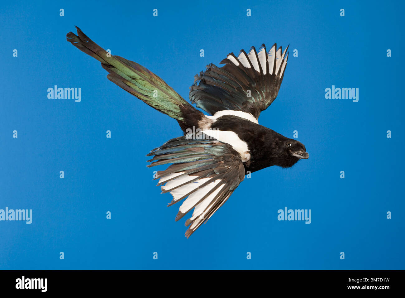 Un ripieno a base di volo di uccello Foto Stock