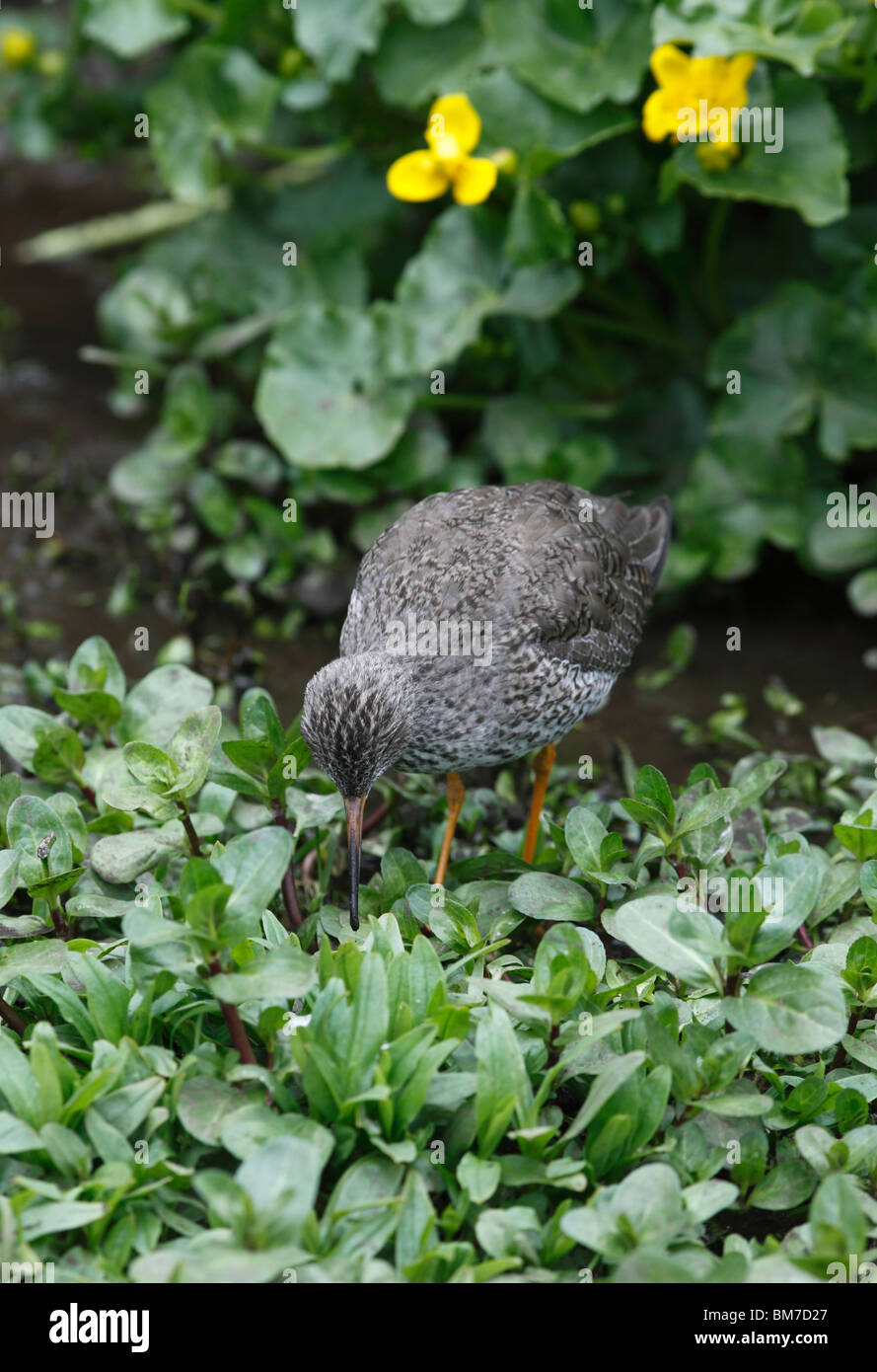 (Redshank Tringa totanus) alimentazione in fango morbido Foto Stock