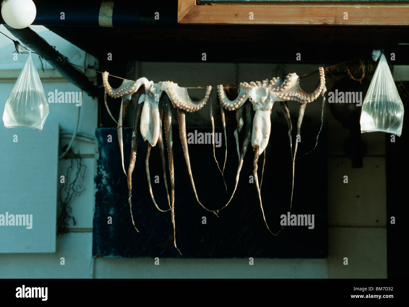 Calamari appeso su una linea Foto Stock