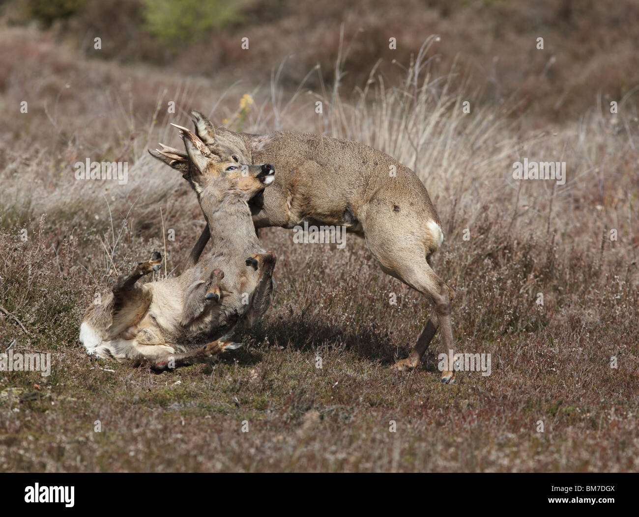 Il capriolo (Capreolus capreolus) bucks combattimenti Foto Stock