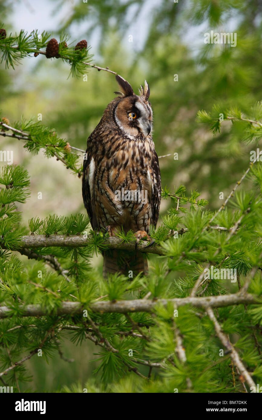 Long eared owl(Asio otus) si appollaia in larice Foto Stock