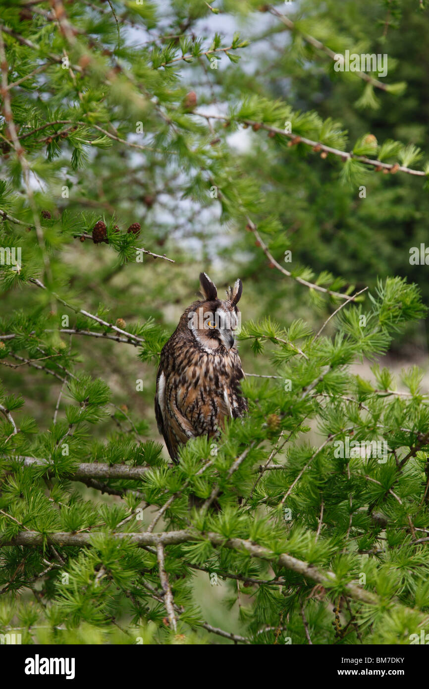 Long eared owl(Asio otus) si appollaia in larice Foto Stock