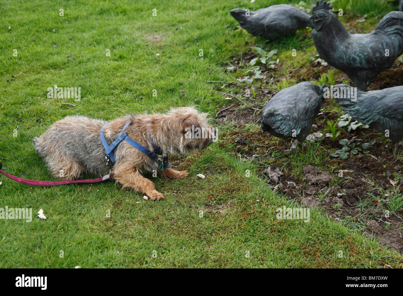 Border Terrier con scolpita in bronzo di polli Foto Stock