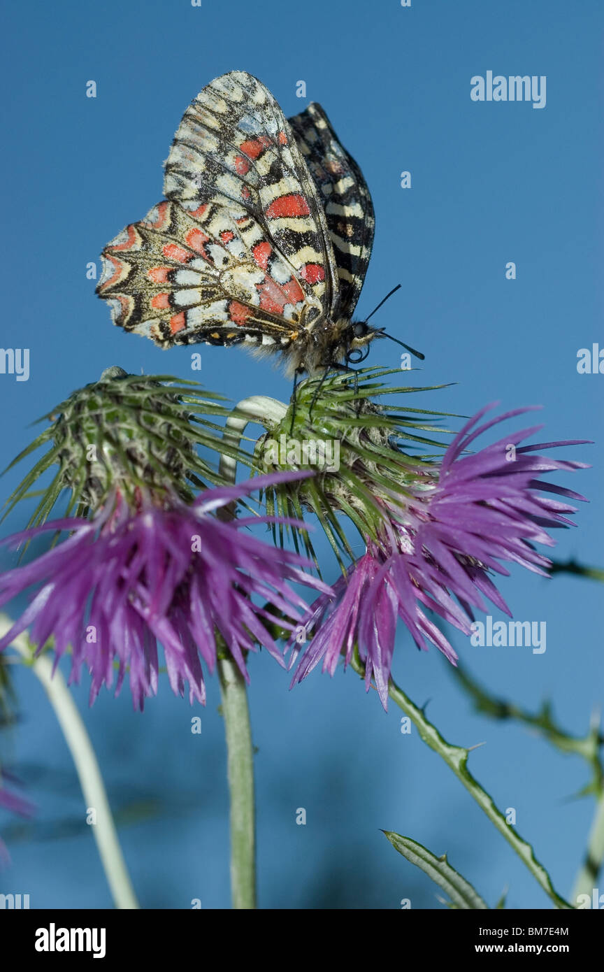 Lo spagnolo festone farfalla (Zerynthia rumina) sul Mediterraneo thistle (Galactites tomentosa) Foto Stock