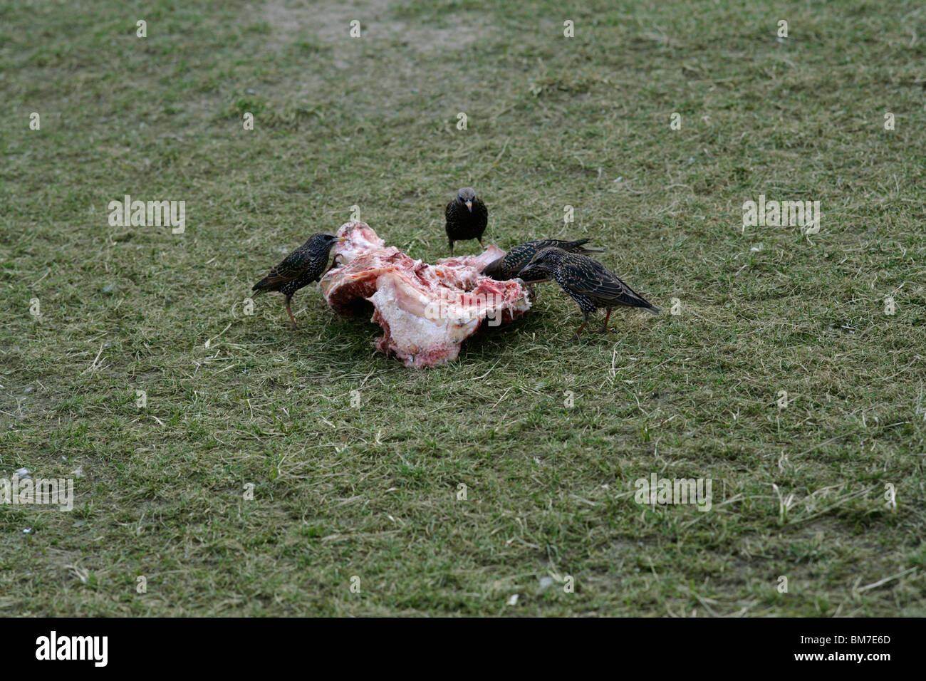 Uccelli scavenger di mangiare una carcassa Foto Stock