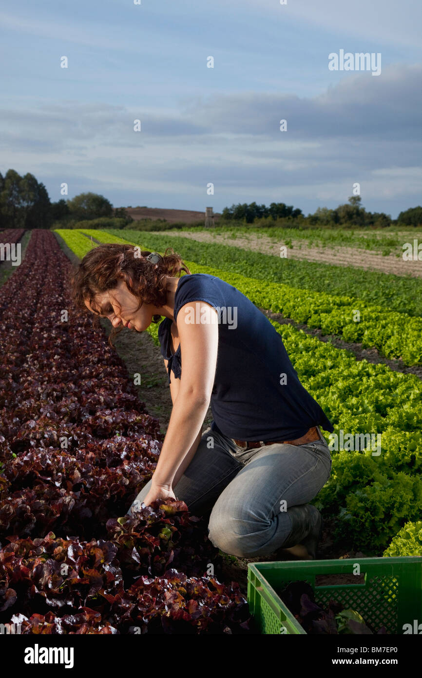 Una donna la raccolta di lattughe in un campo Foto Stock