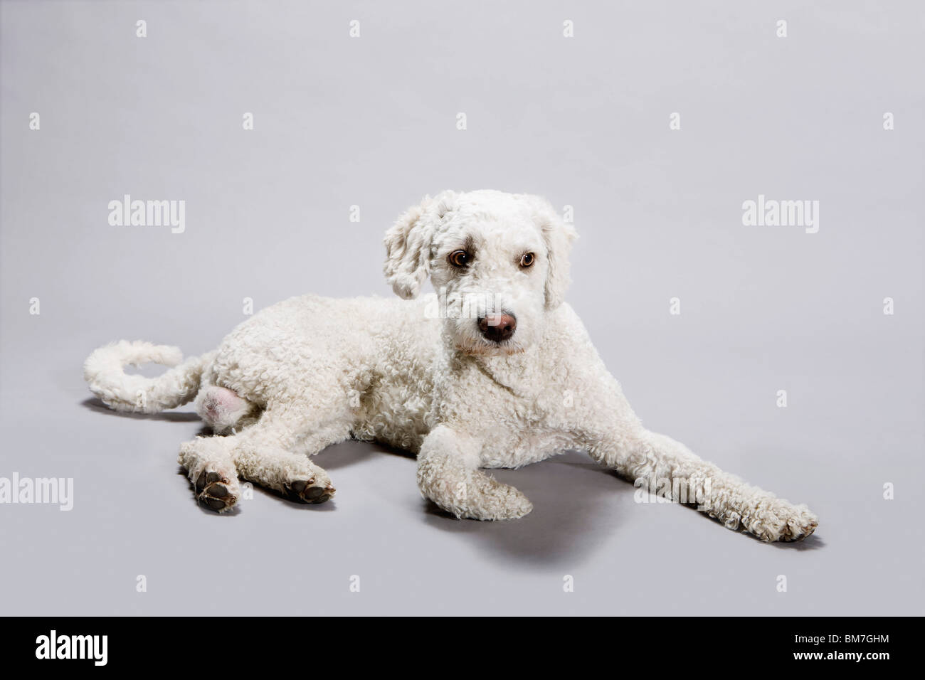 Un portoghese Waterdog sdraiato Foto Stock