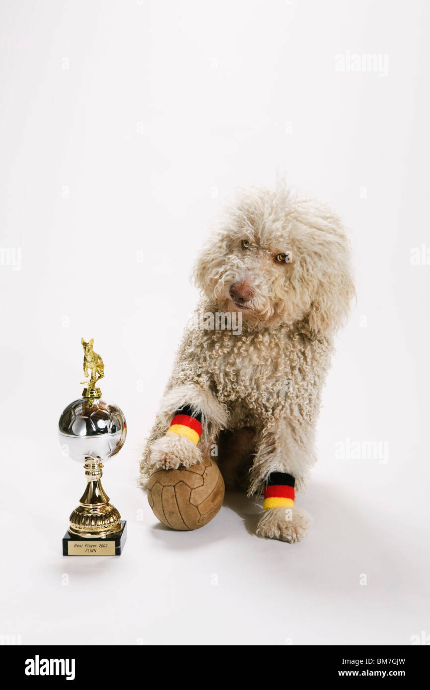 Un Waterdog portoghese con il suo piede su un pallone da calcio accanto a un trofeo Foto Stock