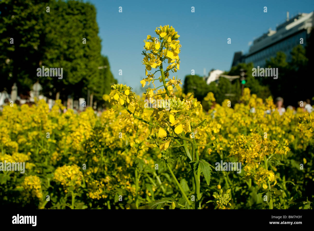 Mostarda fiori in campo, Paesaggio Foto Stock