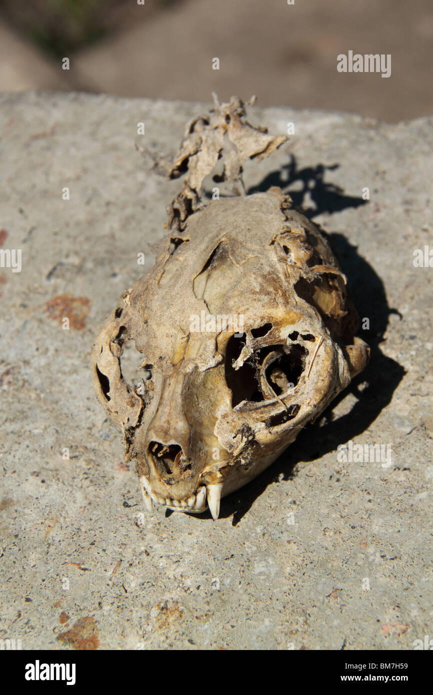 Cranio di un gatto Foto Stock