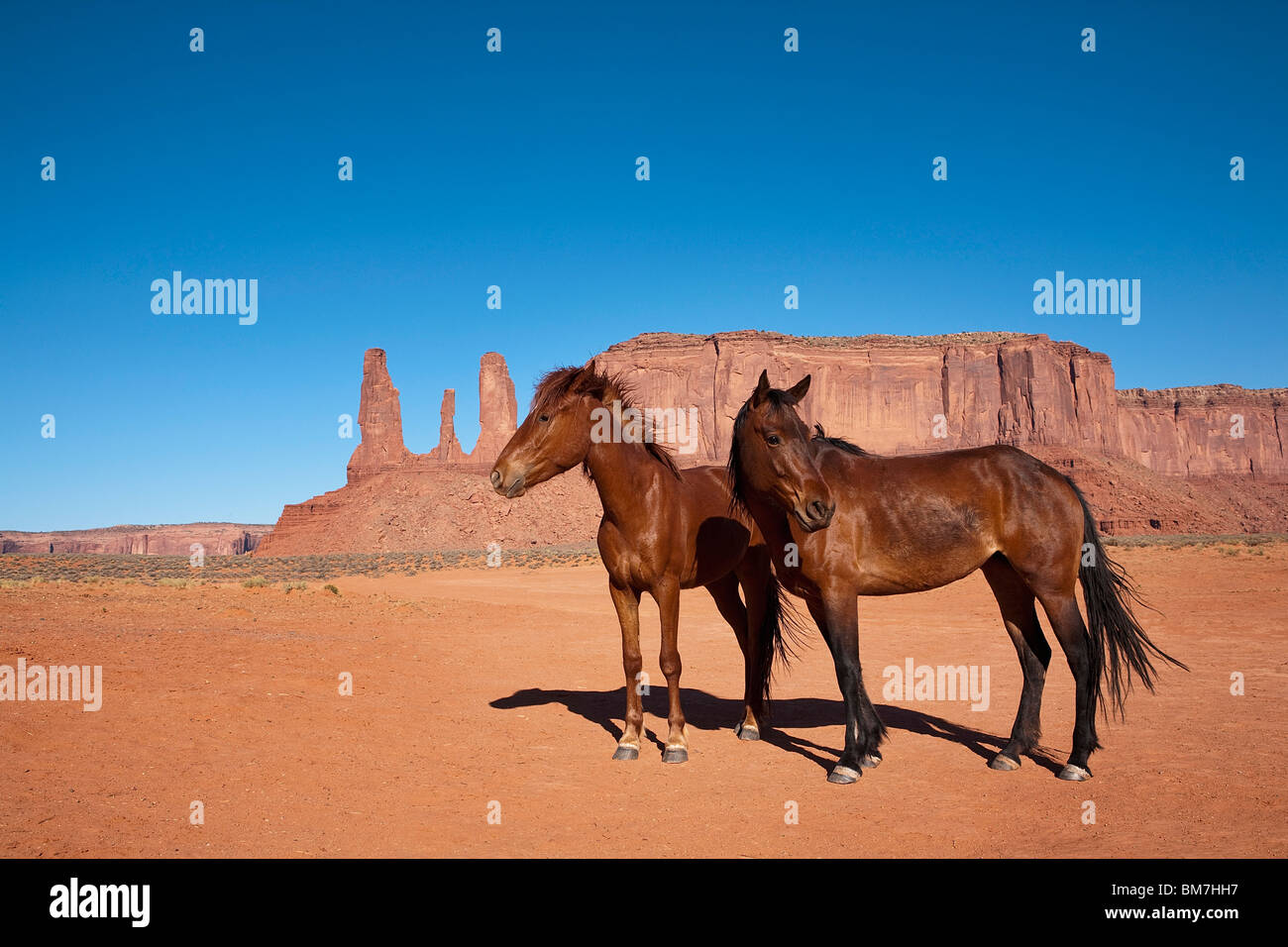 Due cavalli selvaggi, il parco tribale Navajo Monument Valley, Monument Valley, Arizona, Stati Uniti d'America Foto Stock