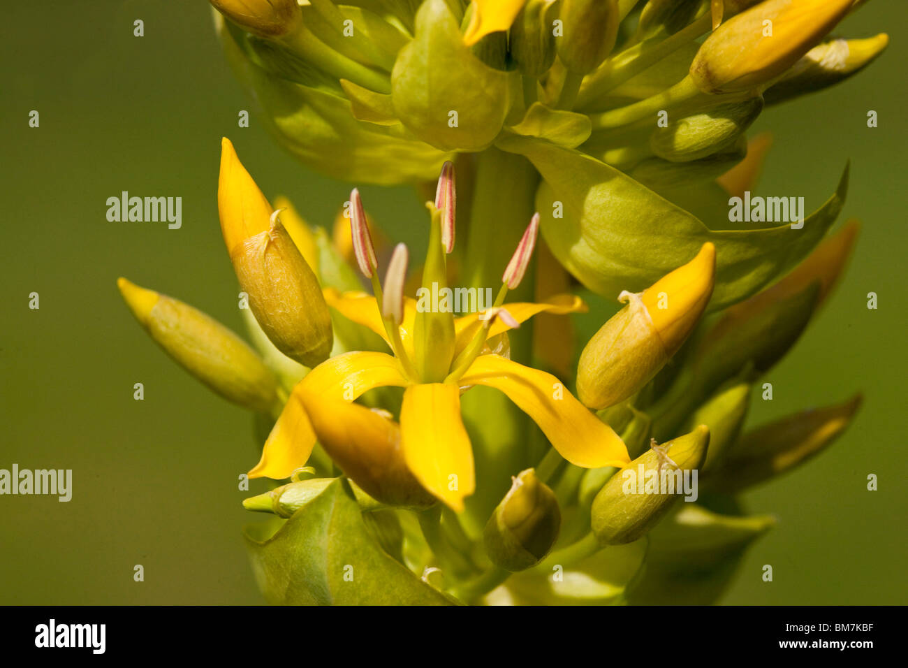 Grande Genziana Foto Stock