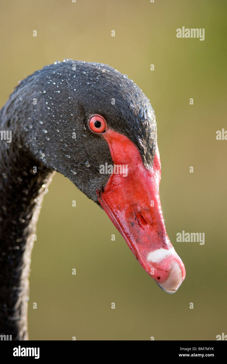 Cigno Nero Cygnus atratus Nuova Zelanda Foto Stock