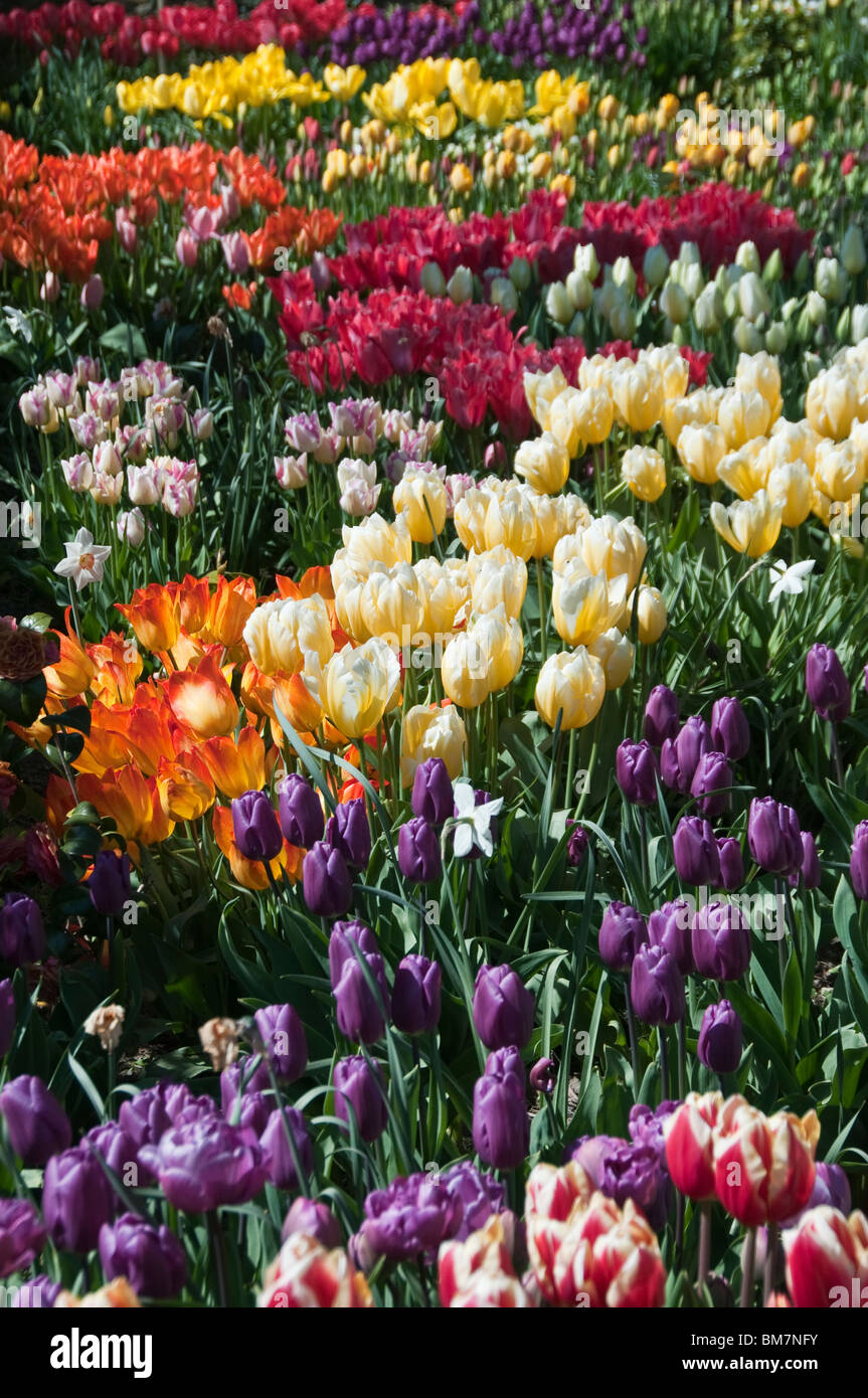 Lost Gardens of Heligan tulip border Foto Stock