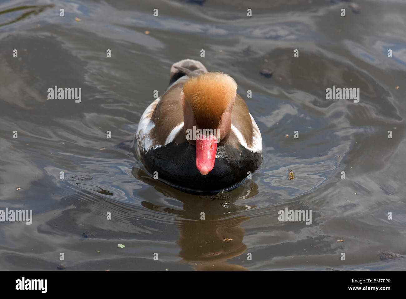 Un rosso-crested pochard nuoto su un laghetto. Foto Stock