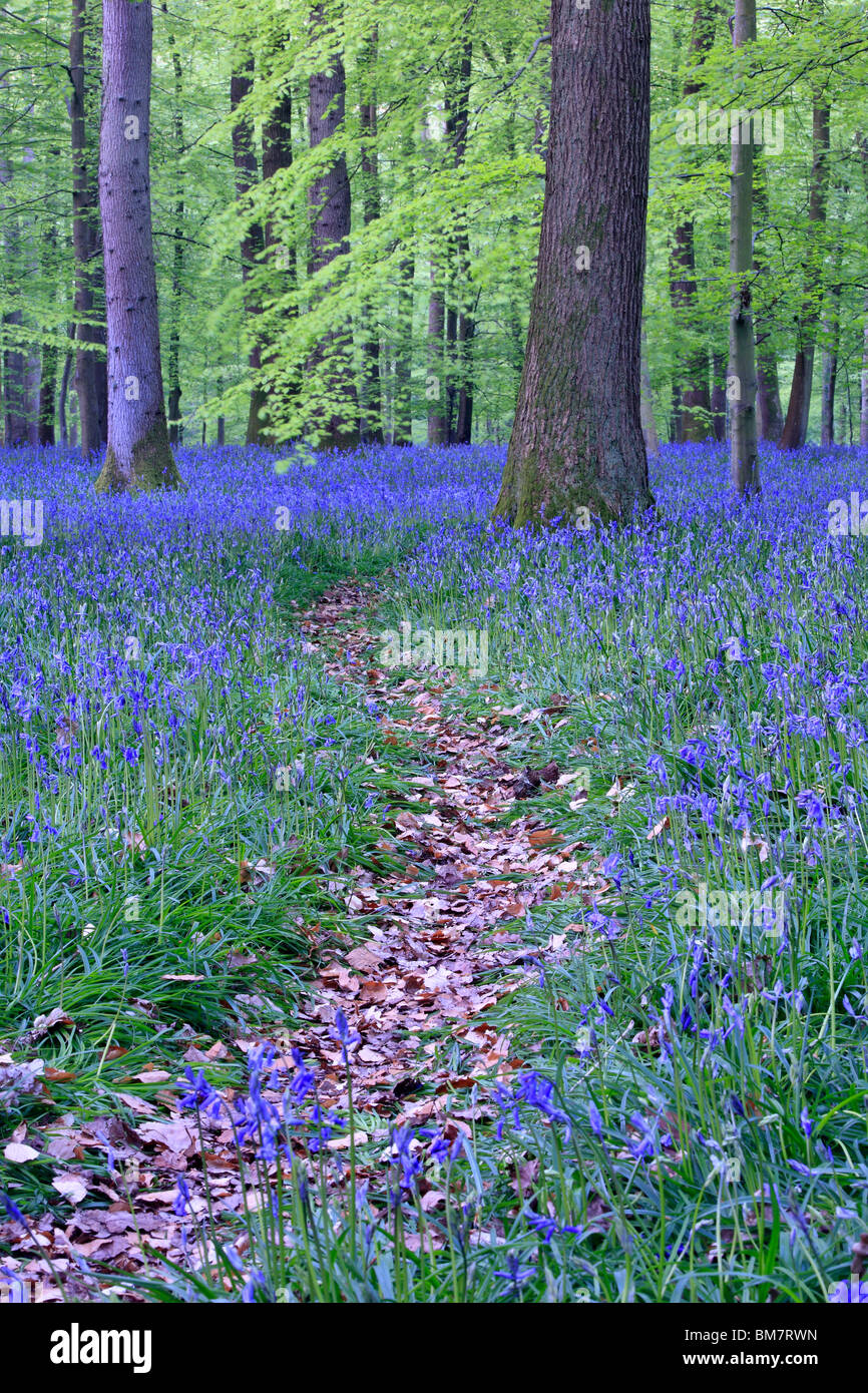 Tappeto classico delle Bluebells inglese sul sentiero tra Soudley e Blakeney nella Foresta di Dean, Gloucestershire, Regno Unito Foto Stock