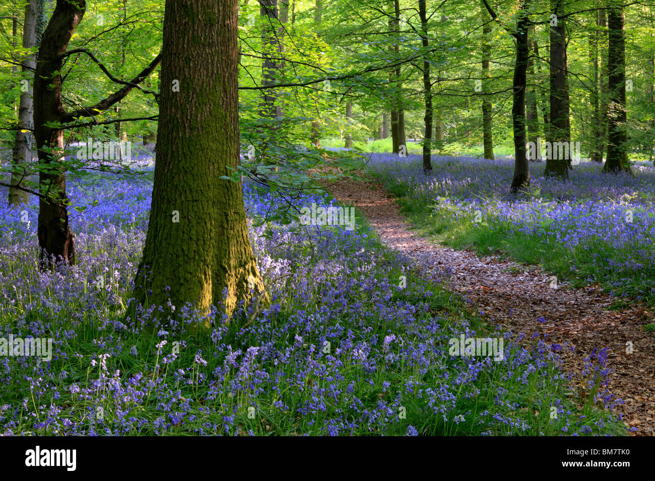 Tappeto classico delle Bluebells inglese sul sentiero tra Soudley e Blakeney nella Foresta di Dean, Gloucestershire, Regno Unito Foto Stock