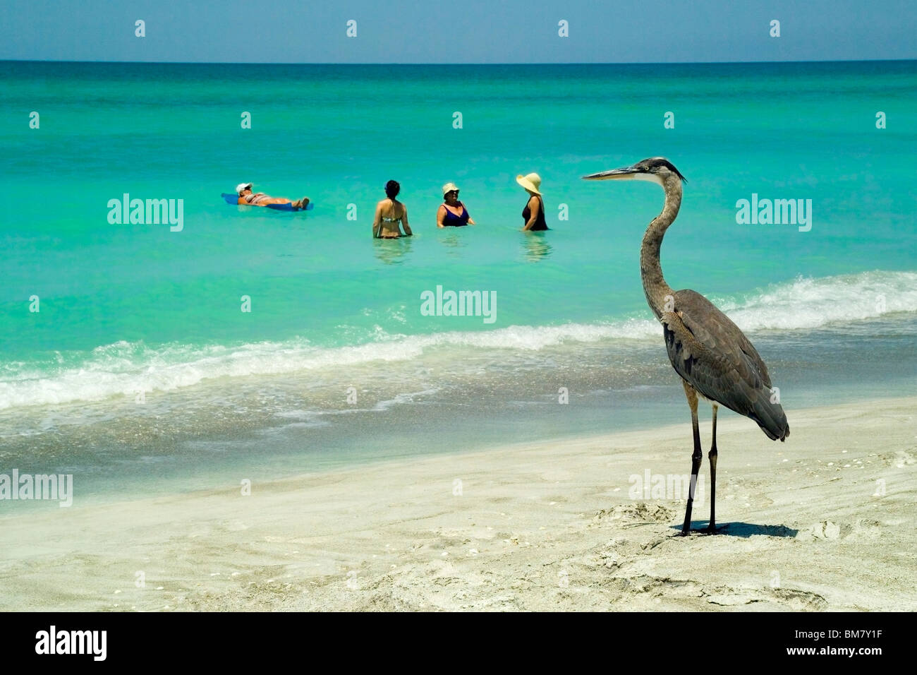 Un Airone blu occhi vacanzieri godere le calde acque del Golfo del Messico lungo Longboat Key a Sarasota sulla costa occidentale della Florida, Stati Uniti d'America. Foto Stock
