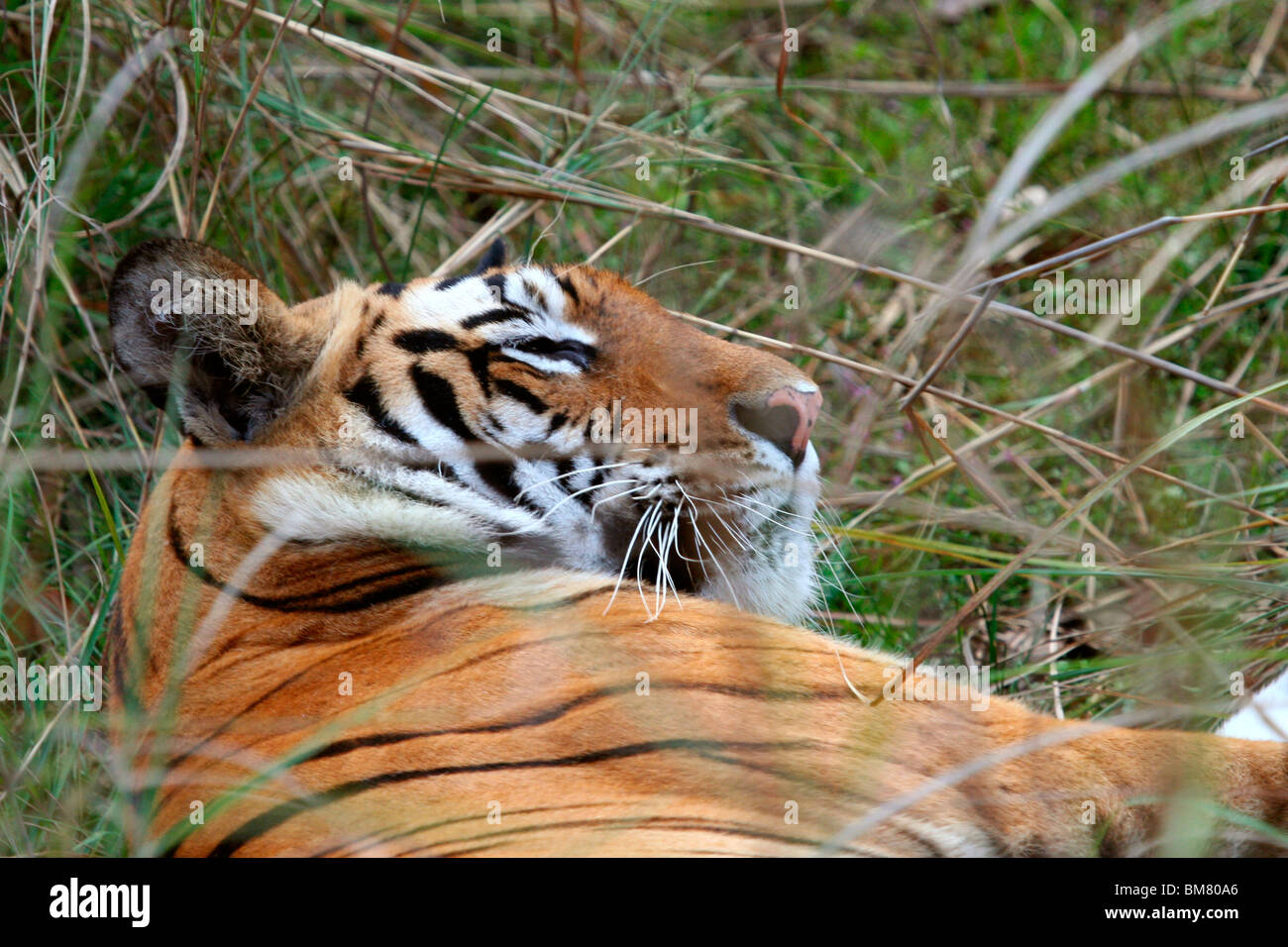 Il Royal tigre del Bengala (Panthera tigris tigris), Bandhavgarh National Park, Madhya Pradesh, India, Asia Foto Stock