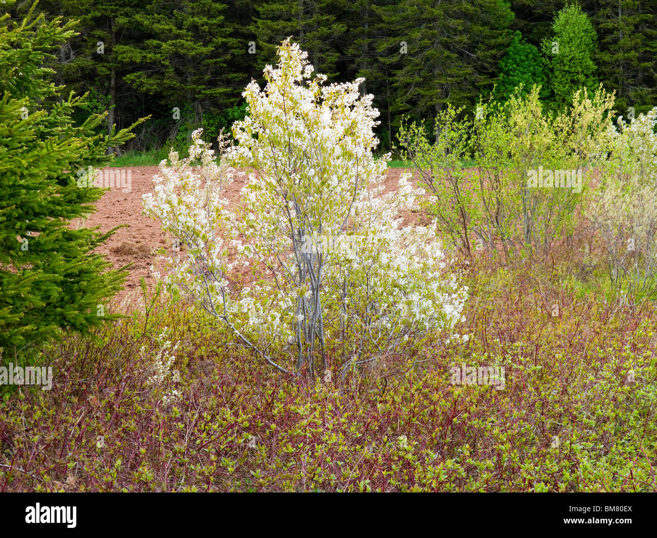 Fioritura precoce choke o pin cherry nella foresta di primavera lungo il sentiero di confederazione, Summerside, Prince Edward Island, Canada Foto Stock