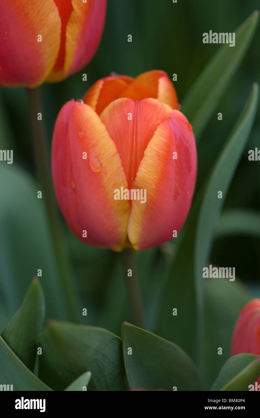 giardino dei tulipani Foto Stock