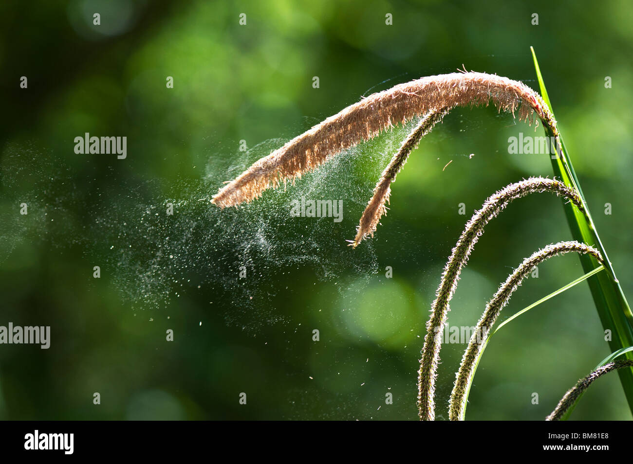 Il polline viene rilasciato da Carex pendula penduli Sedge erba in campagna inglese Foto Stock