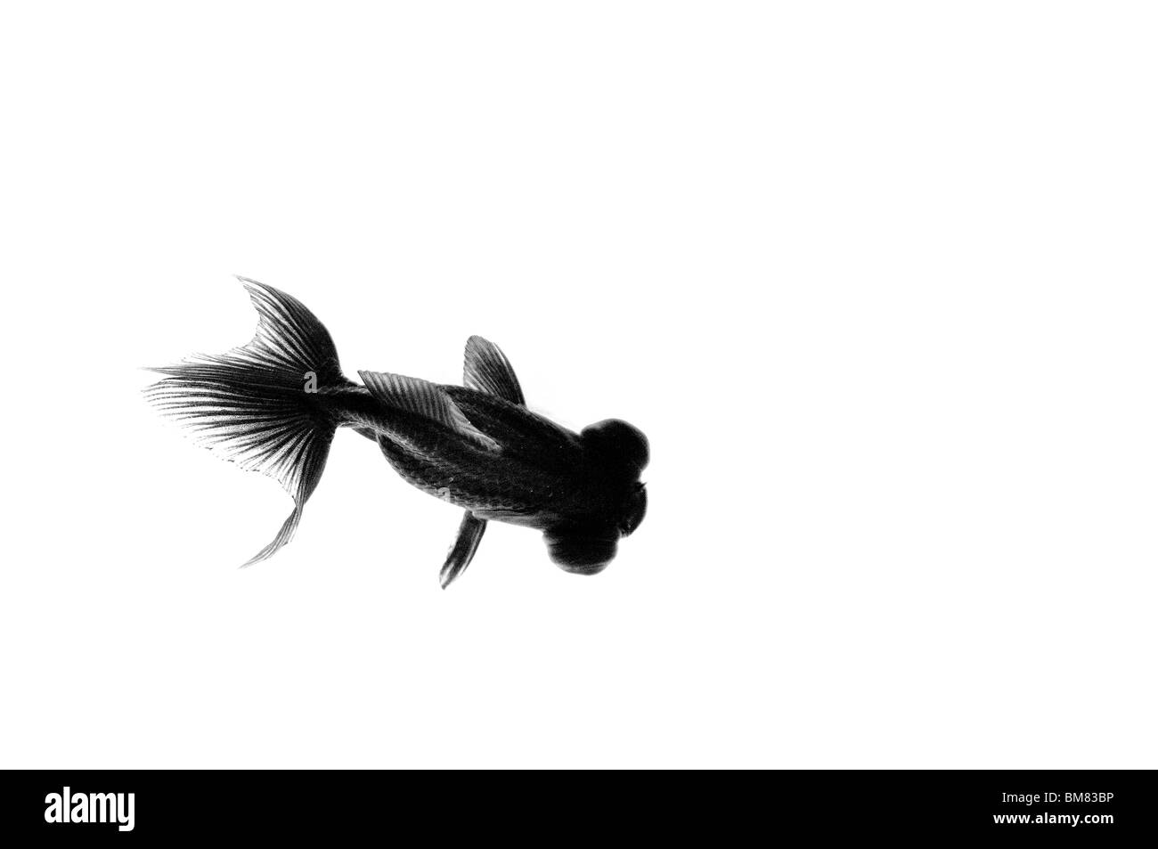 Black moor fish Foto e Immagini Stock in Bianco e Nero - Alamy