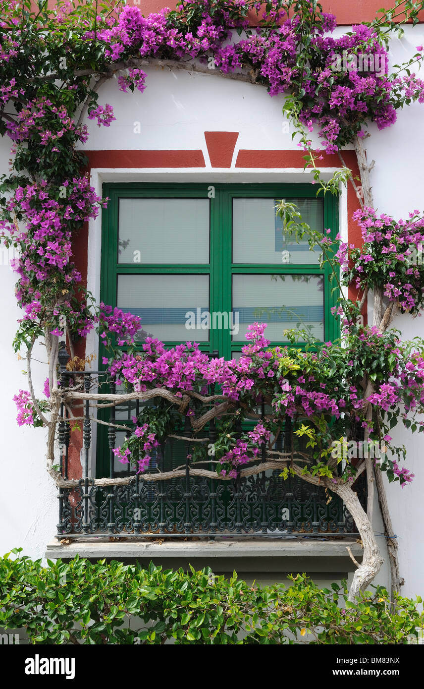 Finestra incorniciata da fiori Foto Stock