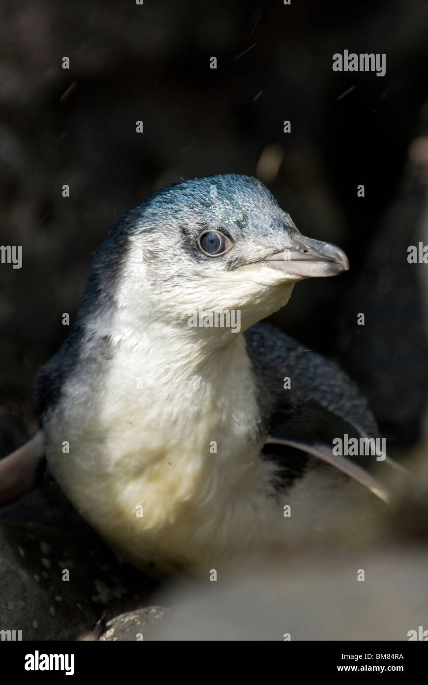 Little Blue Penguin Eudyptula albosignata albosignata Nuova Zelanda Foto Stock