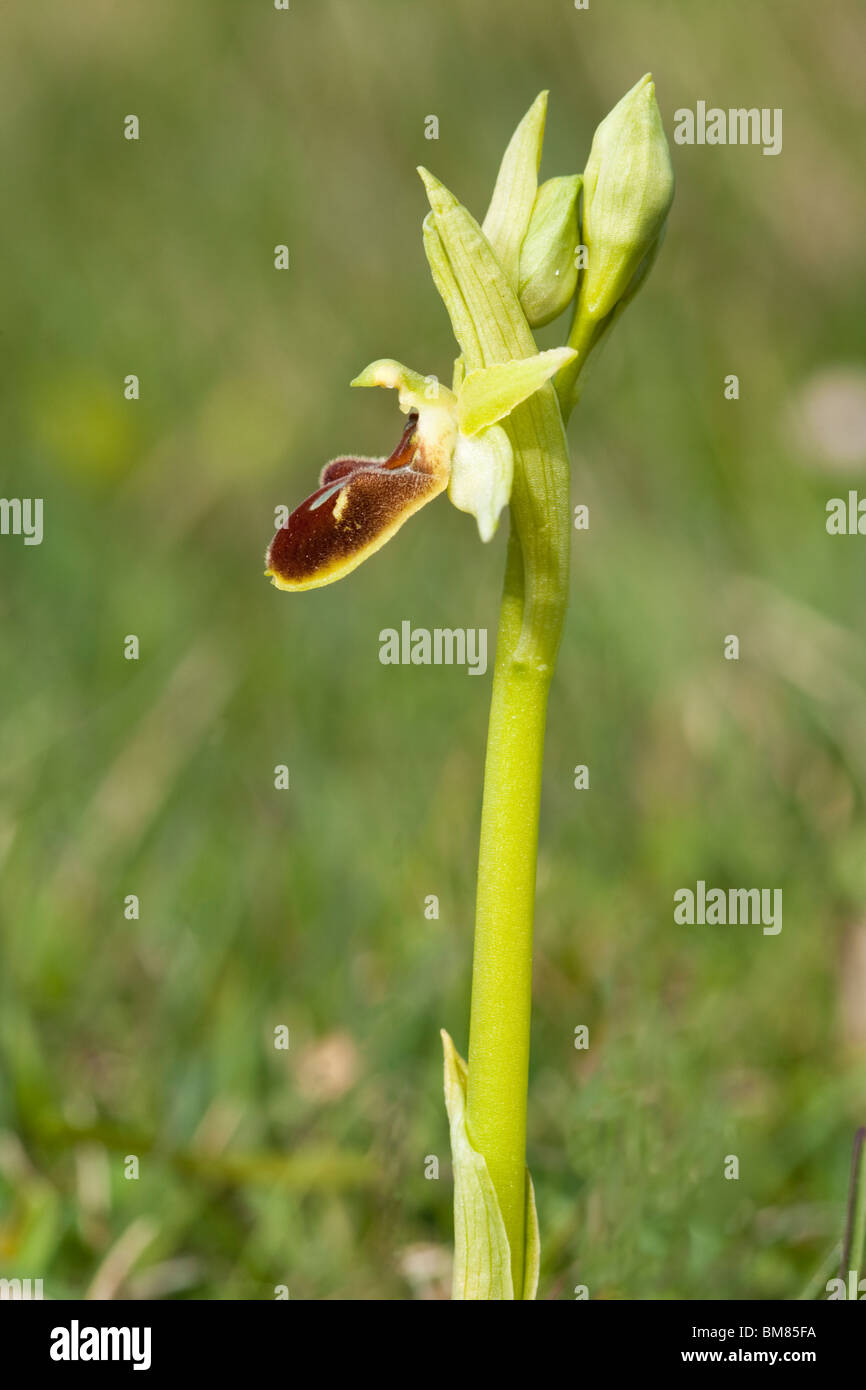 Inizio Spider Orchid (Ophrys sphegodes) Dorset, Regno Unito Foto Stock