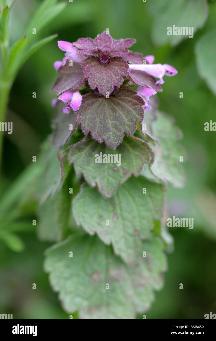 Red Dead-ortica, Lamium purpureum, Lippenblütler Foto Stock