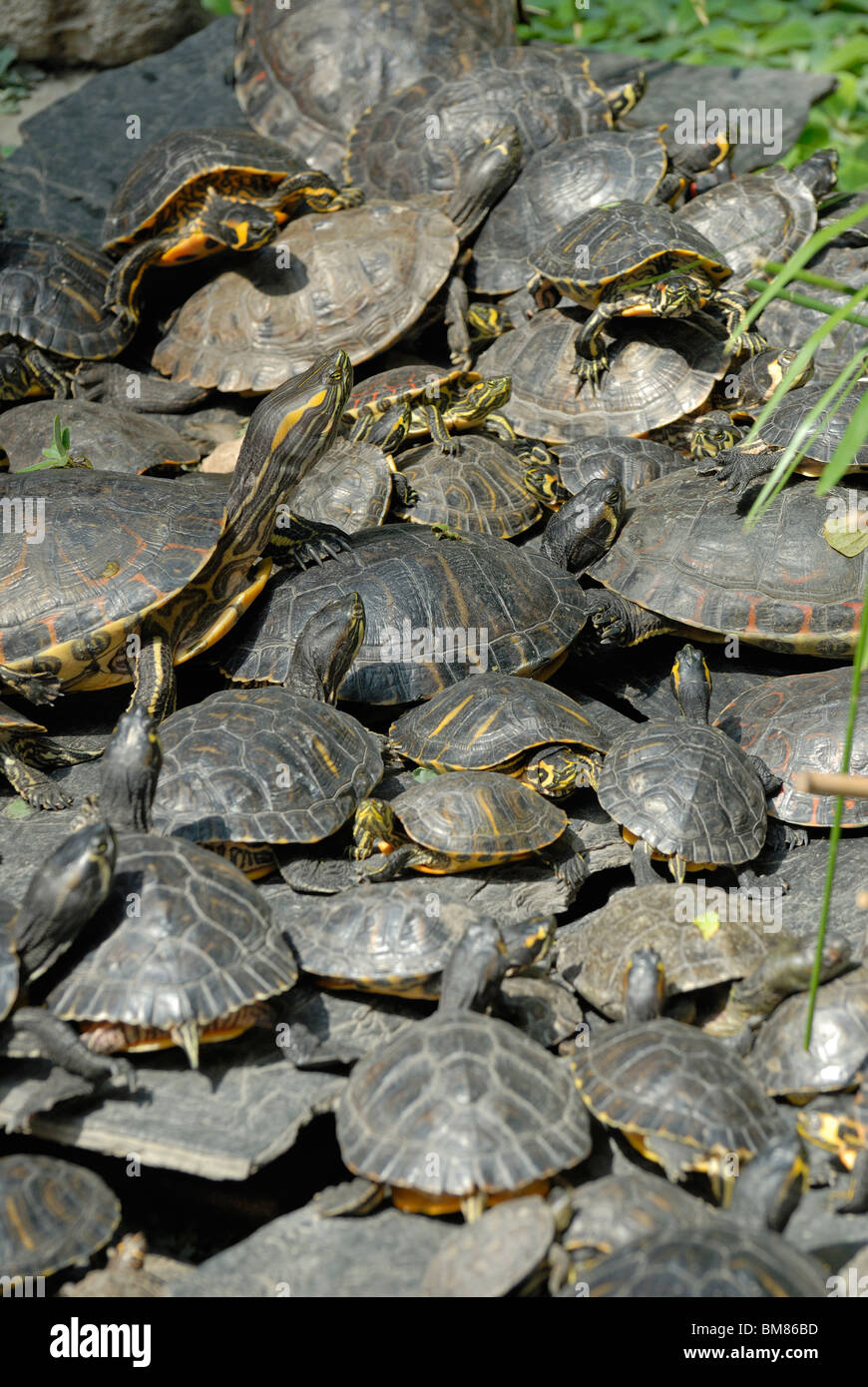 Madrid, Spagna. La stazione ferroviaria di Atocha. Serra tropicale. Rosso-eared Terrapins (Trachemys scripta elegans) in piscina Foto Stock