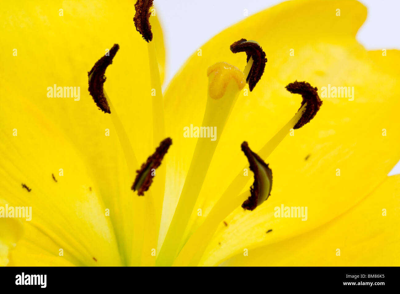 Close up di un fiore giallo Foto Stock