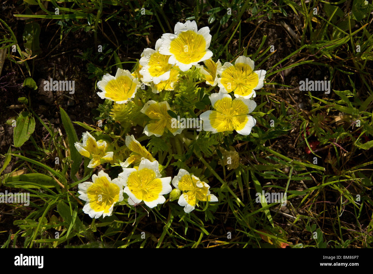 I fiori dell'uovo fritto vegetale o Uovo affogato impianto Limnanthes douglasii nel selvaggio Foto Stock