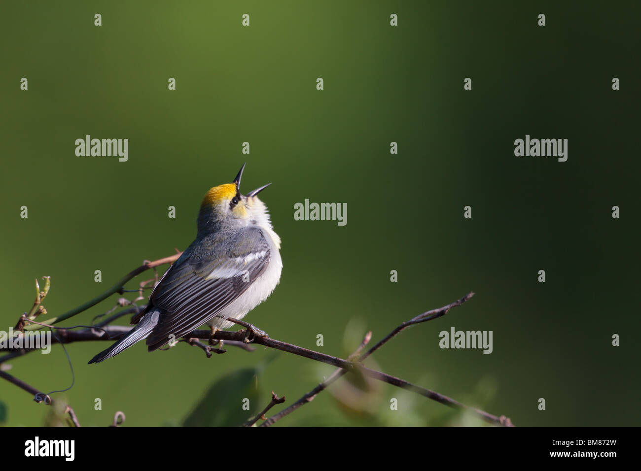 Maschio adulto Golden-winged trillo a cantare all'alba Foto Stock