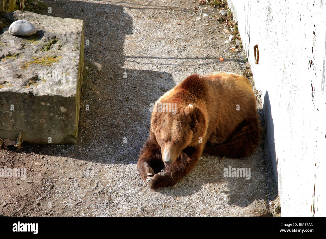 Il vecchio Brown Bear Pit a Berna la città capitale della Svizzera bernese Foto Stock