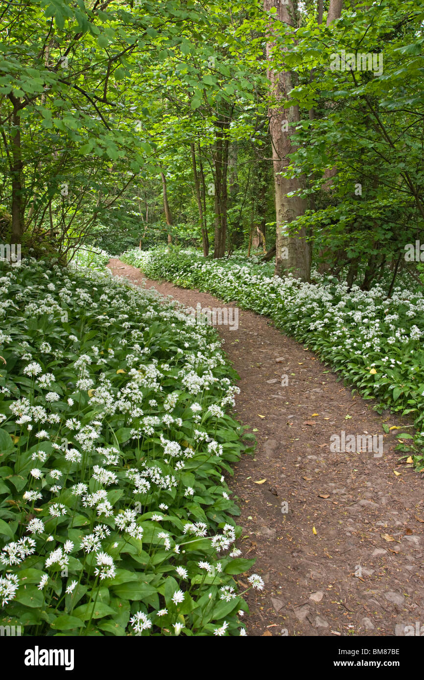 Sentiero attraverso antichi boschi a Richmond, North Yorkshire. I fiori sono Ramsons noto anche come aglio selvatico. Foto Stock