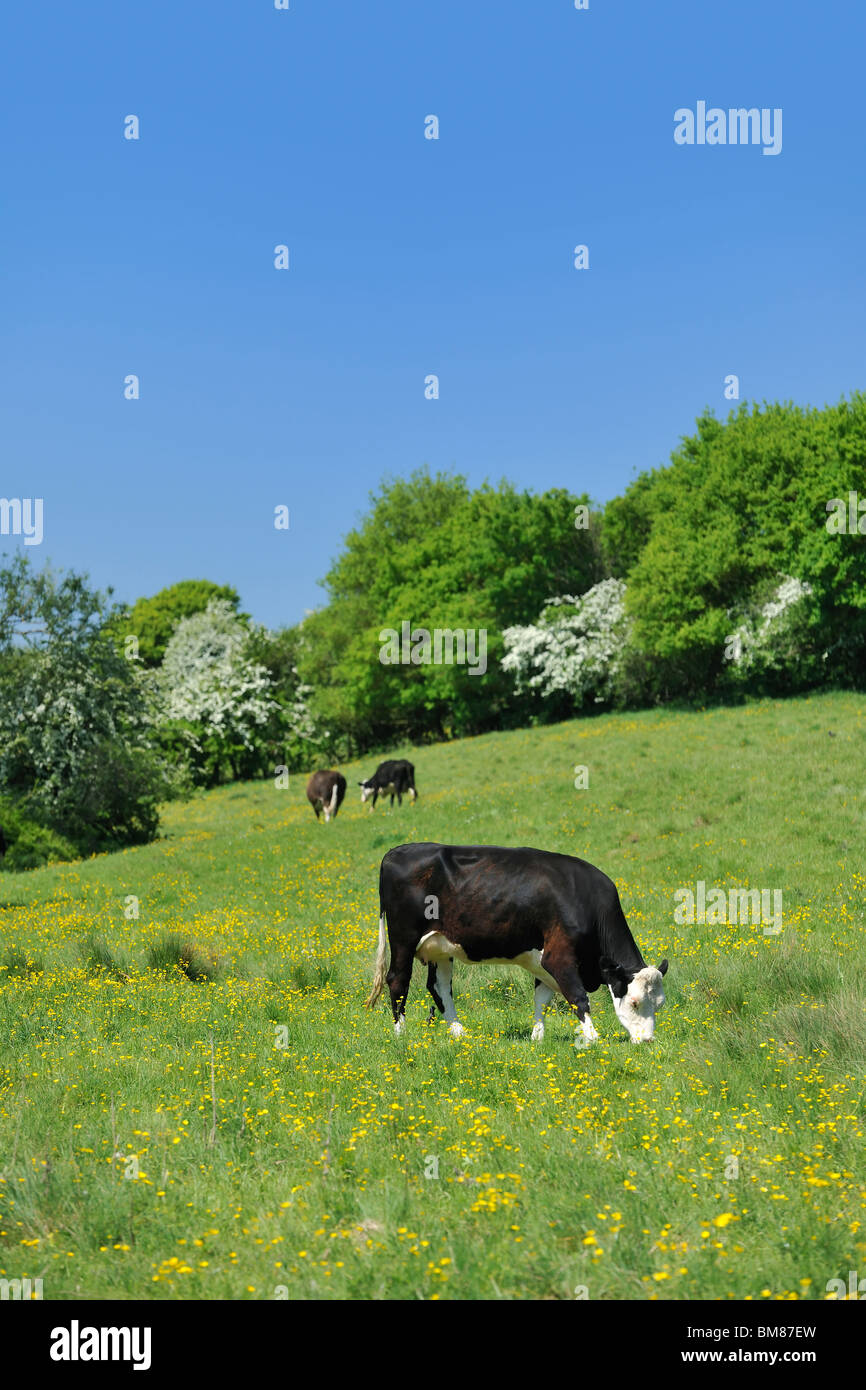 Le mucche al pascolo in un prato di primavera Foto Stock