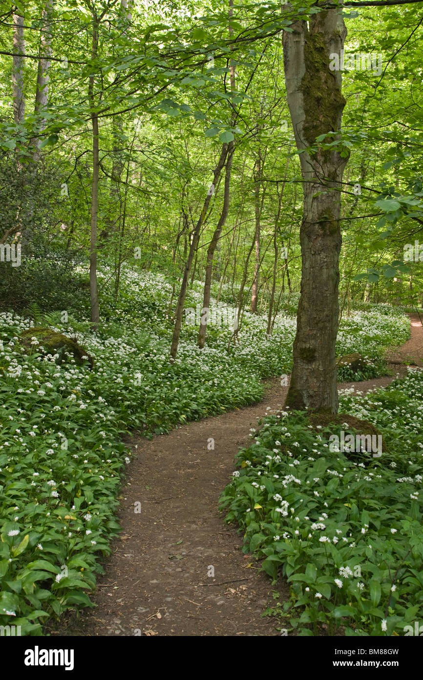 Sentiero attraverso antichi boschi a Richmond, North Yorkshire. I fiori sono Ramsons noto anche come aglio selvatico. Foto Stock