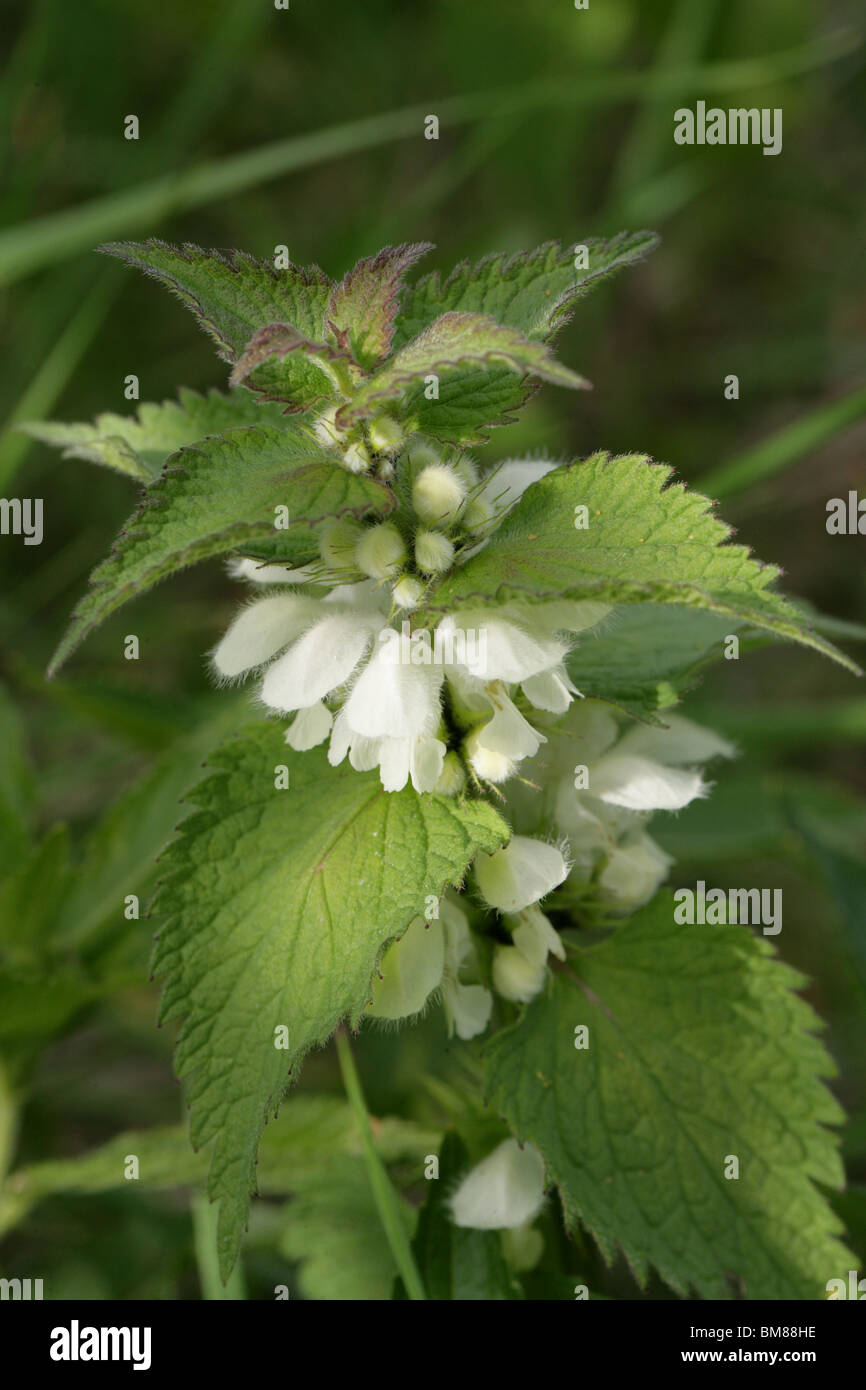 Morti Bianche ortica, Lamium album, Lippenblütler Foto Stock