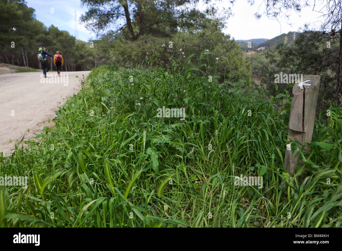 Parque Natural Montes de Málaga. Andalusia. Spagna. Foto Stock